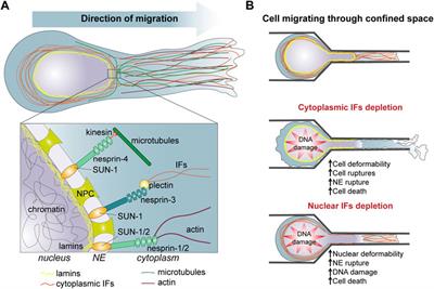 Intermediate filaments: Integration of cell mechanical properties during migration